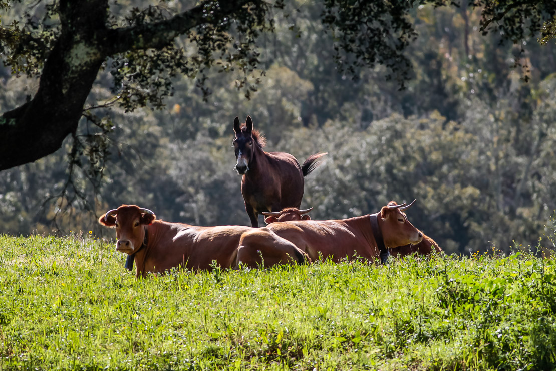 Cows Mule