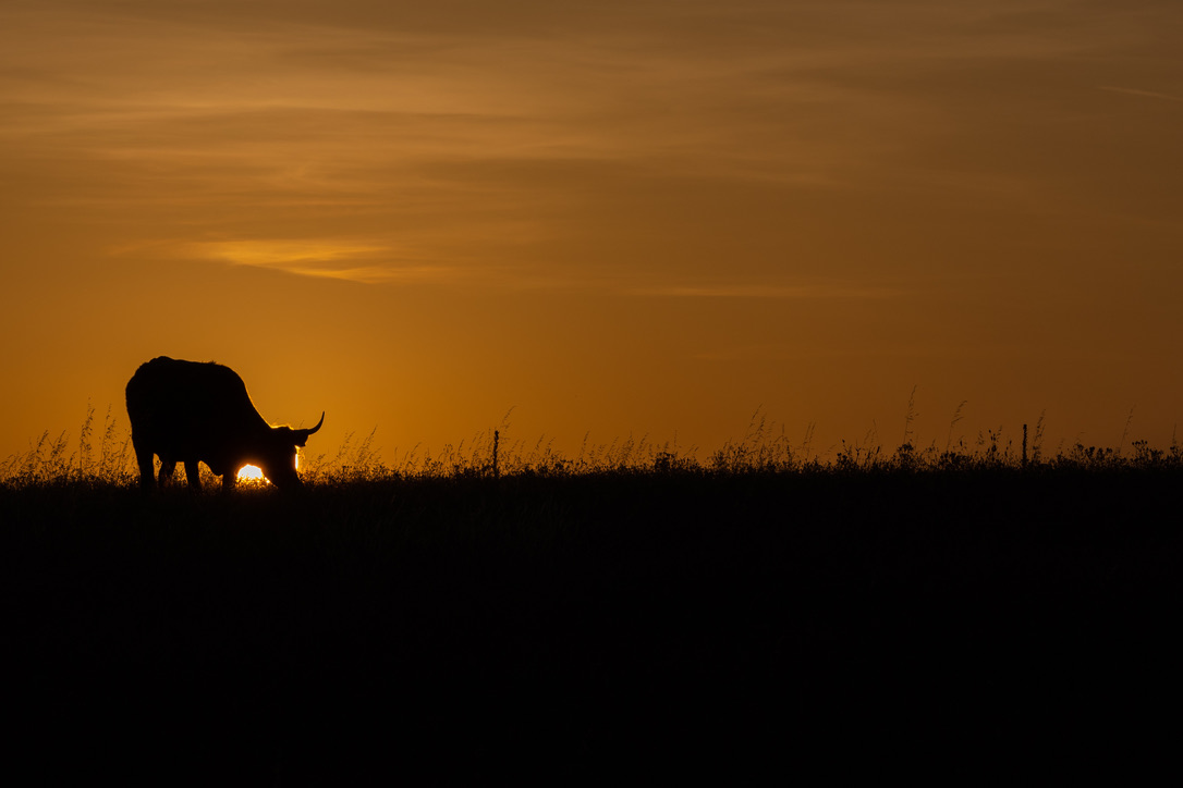 Sunrise Cow