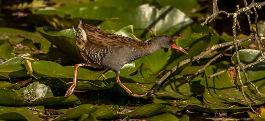 Water Rail for PiP 3057